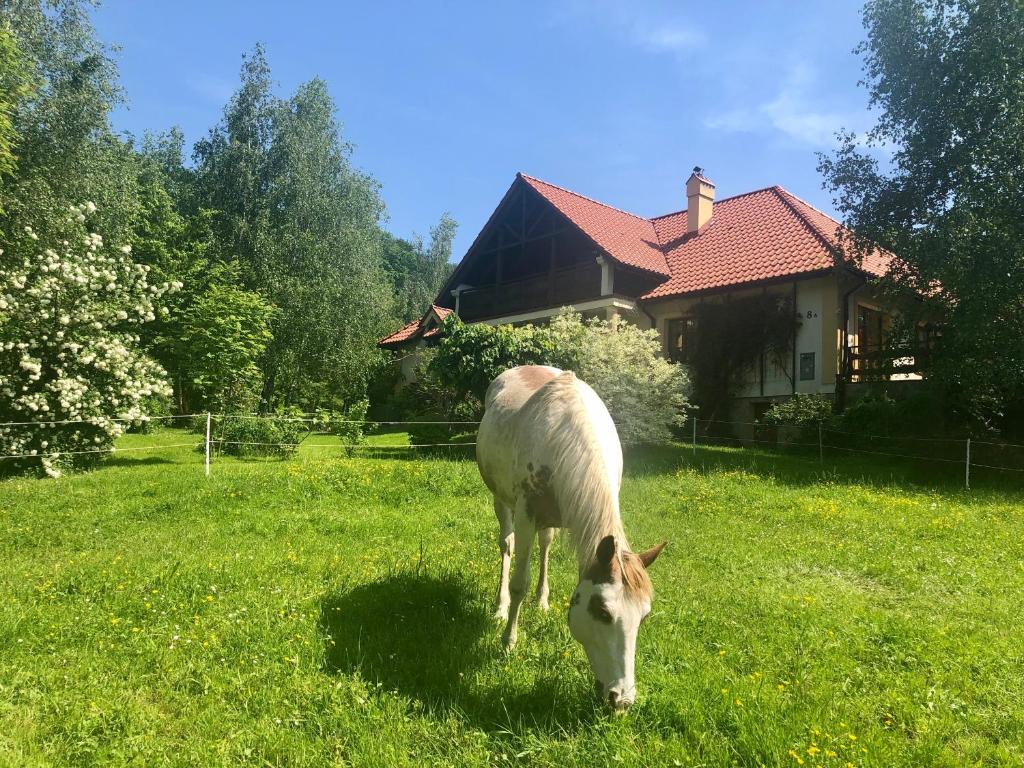 a horse grazing in a field in front of a house at Modryna Ranczo in Krasiczyn