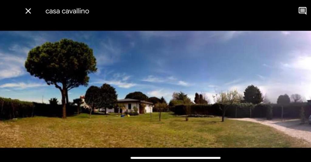 un árbol en medio de un campo con una casa en Villa Pinna en Cavallino-Treporti