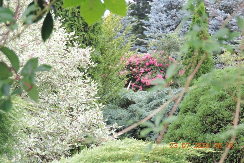 サンドミエシュにあるPokoje Gościnne Kalinaのたくさんの植物と花が咲き誇る庭園