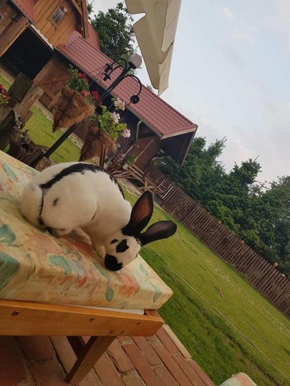Domácí mazlíčci ubytovaní s hosty v ubytování Sielski Zakątek Tokary