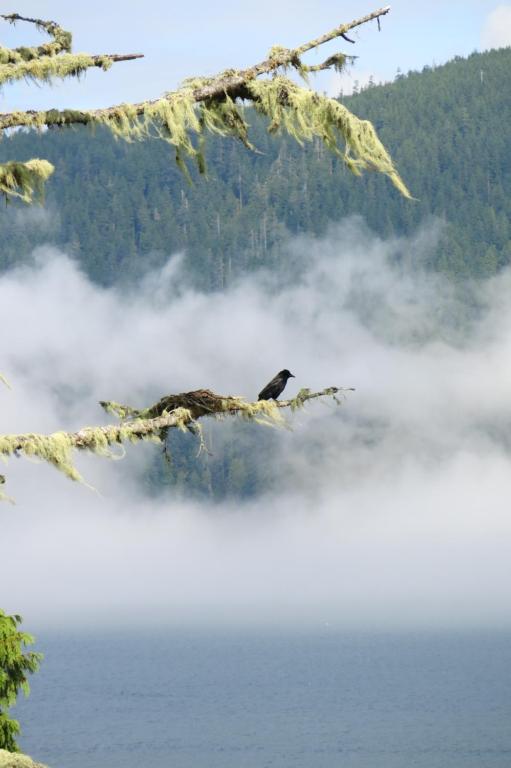a bird sitting on a tree branch over the water at A Shack In The Woods in Port Renfrew