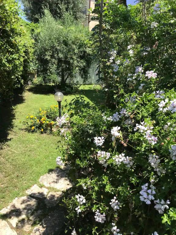 A garden outside Junco