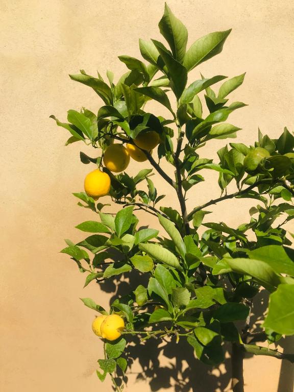 a lemon tree with lots of yellow fruits on it at Villa Agnese in Sestri Levante