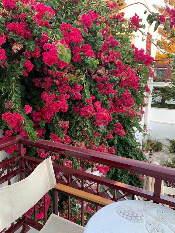 Zahrada ubytování Akrogiali Hotel