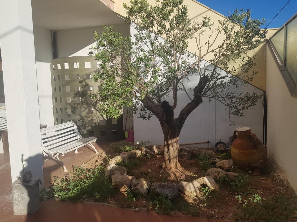 un albero nel cortile di un edificio con panchina di L'ulivo a Veglie