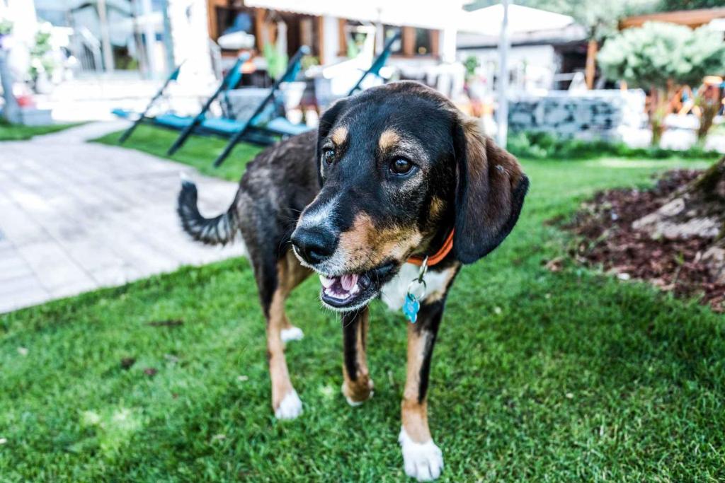 Domácí mazlíčci ubytovaní s hosty v ubytování ALPENHOTEL TYROL - B&B - Hundefreundliches Konzepthotel - adults only