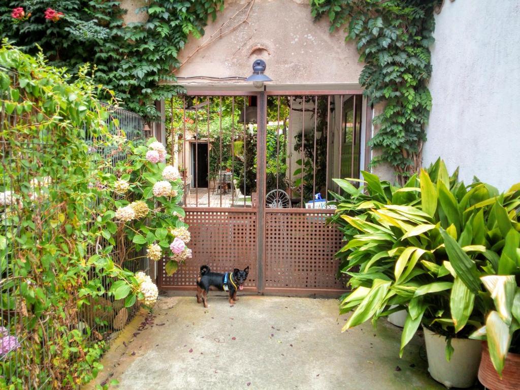 pies stojący przed drzwiami z roślinami w obiekcie Marakasa B&B w Sant Antoni de Calonge