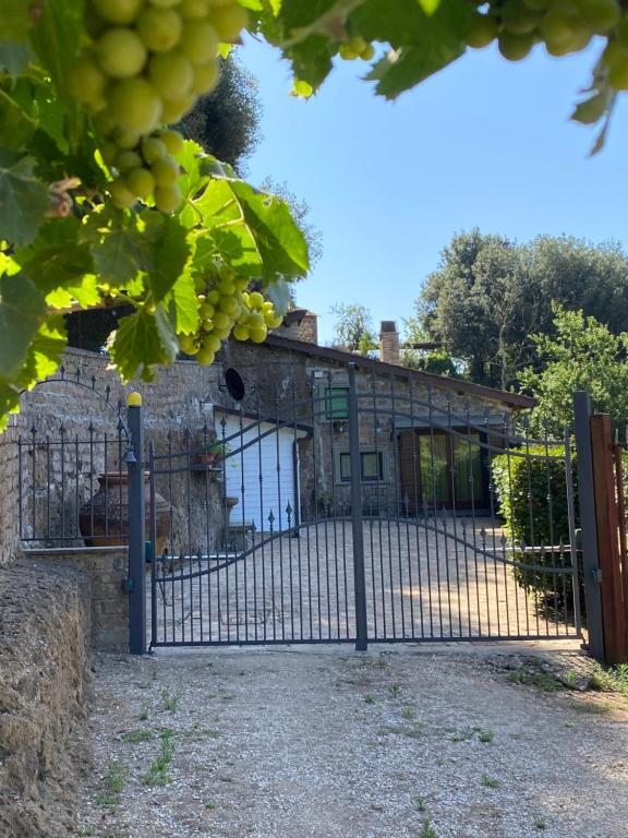 um portão de ferro em frente a um edifício com uvas em Casetta Santa Fortunata Guest House em Sutri