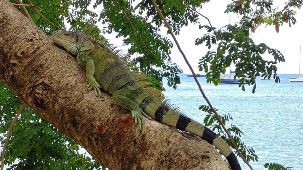 a lizard is sitting on a tree branch at AnseMitan beach studio,Clim,wifi, 200mplage 3îlets in Les Trois-Îlets