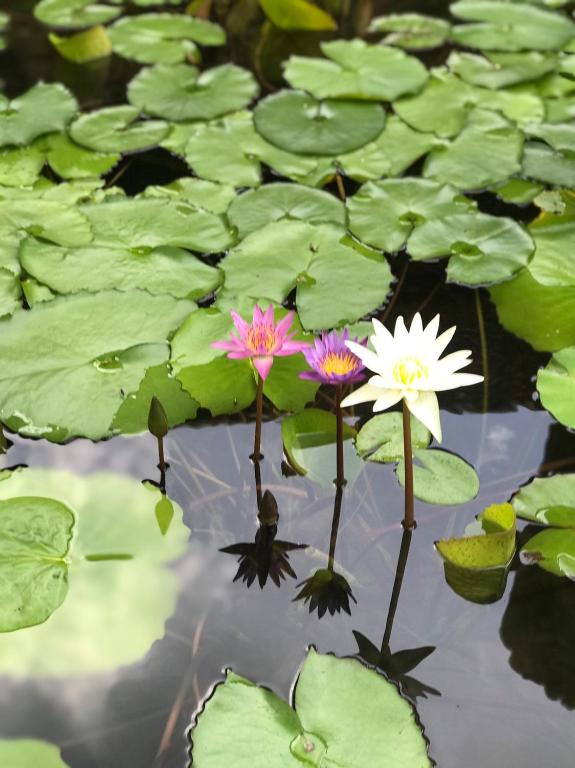 Zahrada ubytování Royal Thai Villa Phuket - SHA Extra Plus