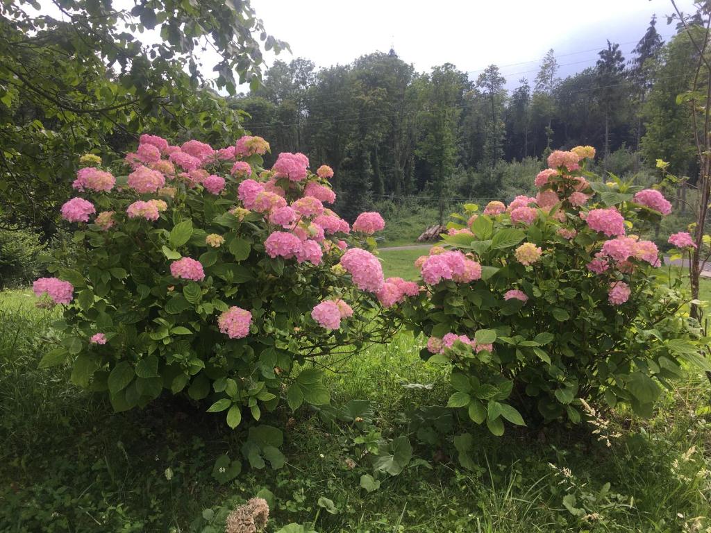 un arbusto de flores rosas en un campo en Casa dell'emolo, en Clauzetto