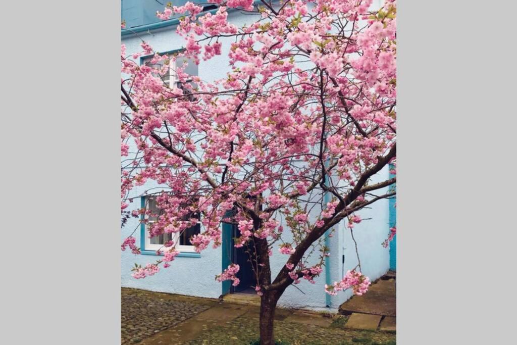 a tree with pink flowers in front of a blue house at Albion Cottage in Cockermouth