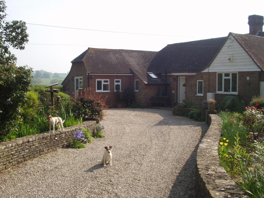 a cat sitting in the driveway of a house at Rosemary Cottage in Hooe