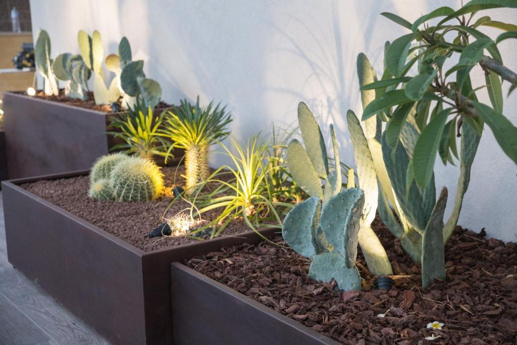a group of cacti and other plants in a room at Giafra Luxury Rooms in Agrigento