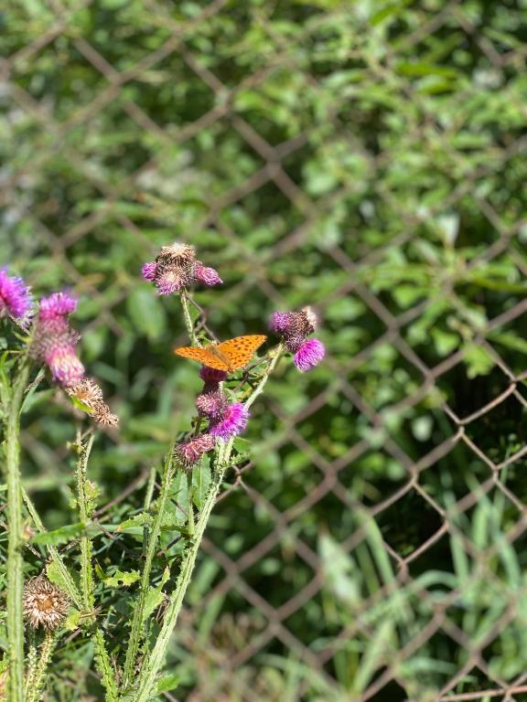 un papillon assis au-dessus de fleurs violettes dans l'établissement Hotel Du Pont, à La GrandʼCombe-Châteleu