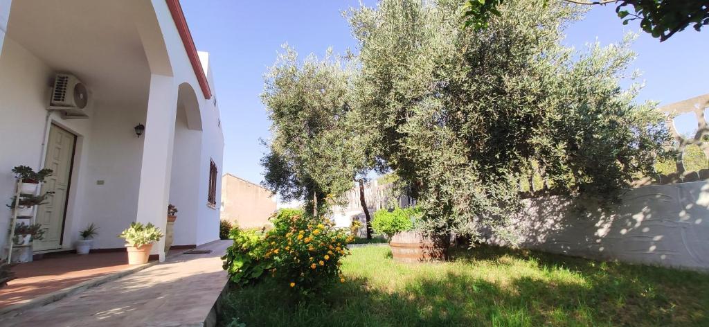 un edificio bianco con un albero nel cortile di Casa Is Pascais - Explore South West Sardinia a Giba