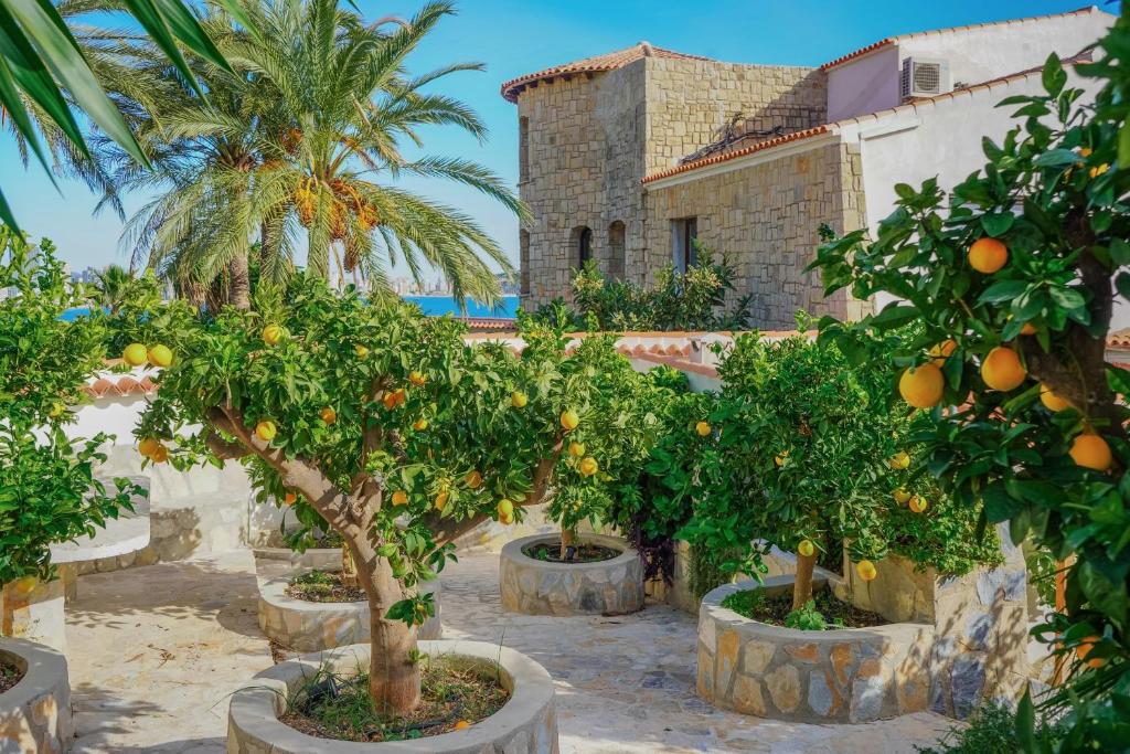 a group of orange trees in front of a building at Maryvilla Inspiración y Vacaciones - Bungalows in Calpe
