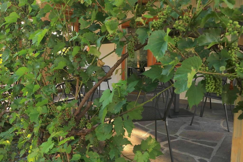 Zahrada ubytování B&B Frühlingsheim