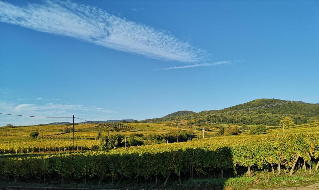 Cocon de caractère au cœur des vignes Alsaciennes – photo 35