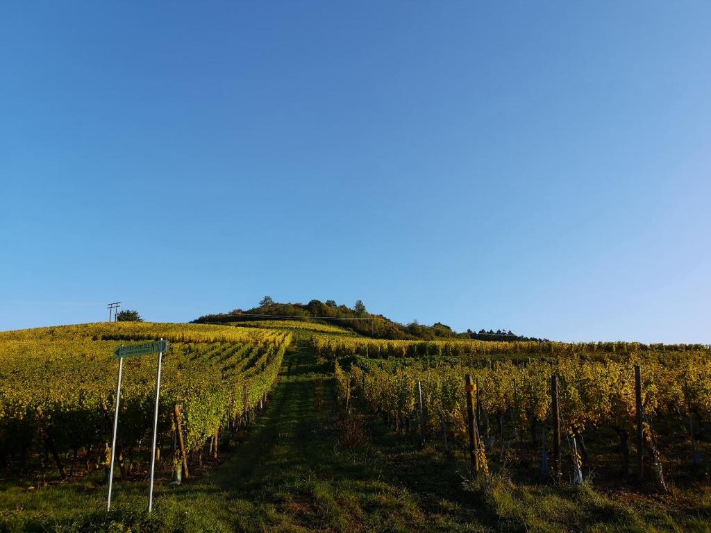 Cocon de caractère au cœur des vignes Alsaciennes – photo 16