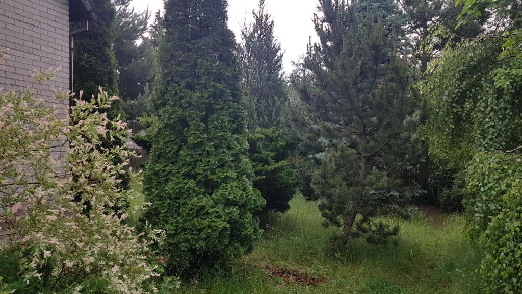 Vonkajšia záhrada v ubytovaní Domek na wsi