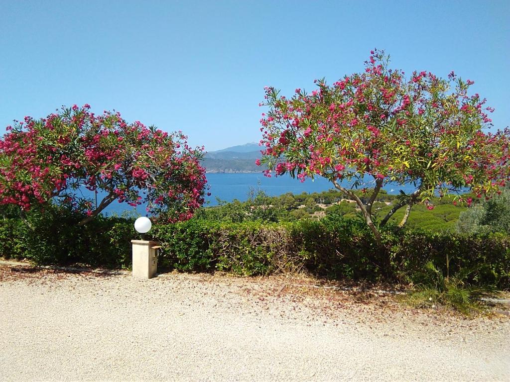 two trees with pink flowers on the side of a road at Casa Barbara - servizi inclusi - services included in Capoliveri