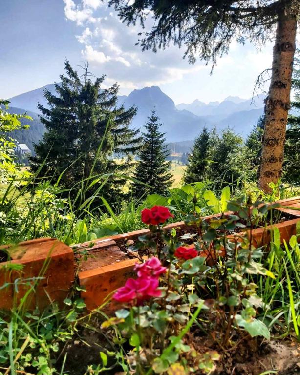 a group of flowers in the grass with mountains in the background at Petrovača in Žabljak