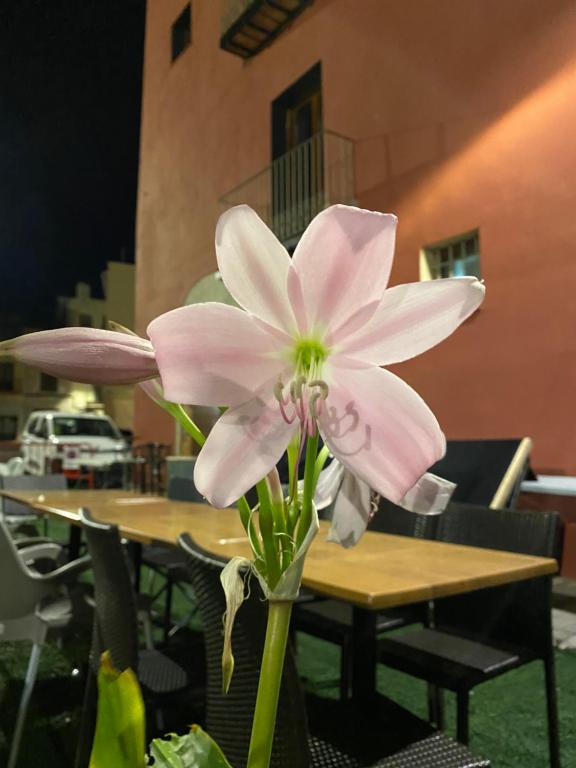 Fotografie z fotogalerie ubytování Restaurant & Rooms Cabrit v destinaci Sant Mateu