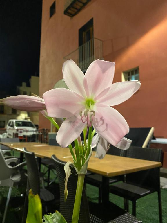 una flor rosa en un jarrón delante de las mesas en Restaurant & Rooms Cabrit, en Sant Mateu