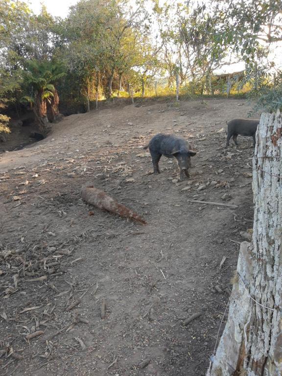  Fazenda Tamanduá Casa de Campo