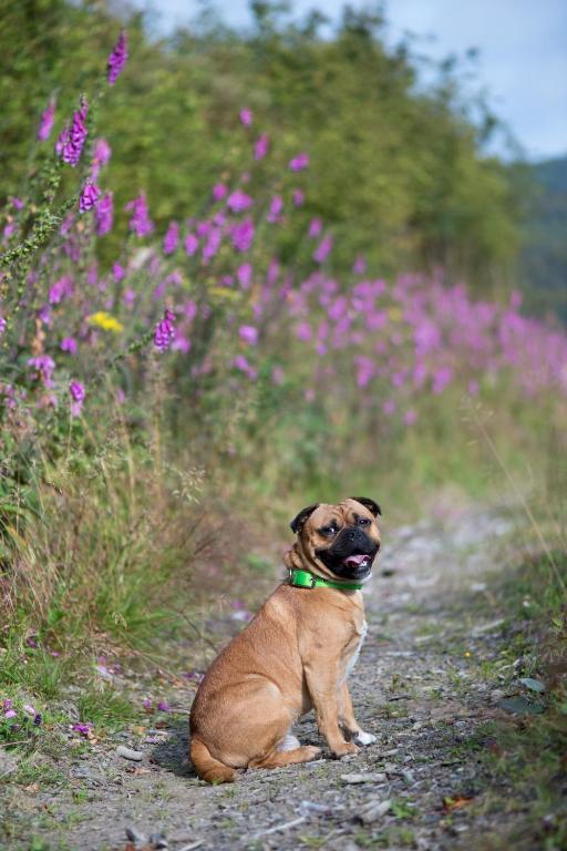Domácí mazlíčci ubytovaní s hosty v ubytování Landhotel Flora & Fauna