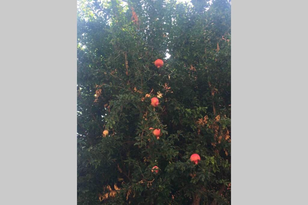 A garden outside House Bologna Stazione Mazzini flat x 2