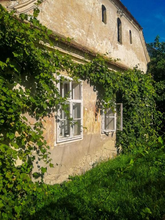 Zahrada ubytování Gästehaus Fogarasch