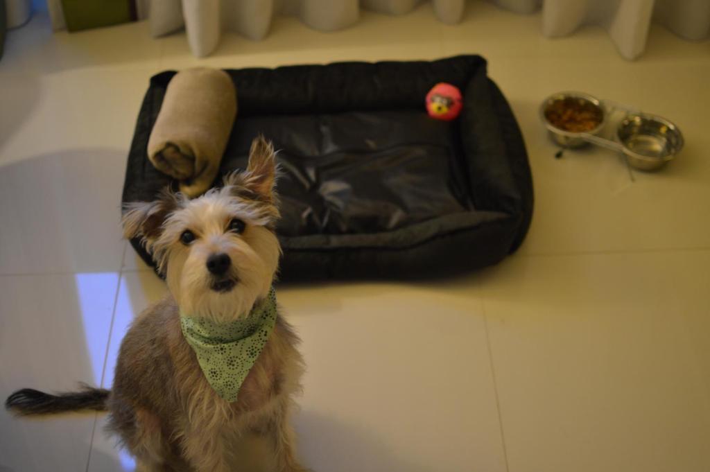 Pet ou pets ficando com hóspedes em eSuites Savassi Toscanini