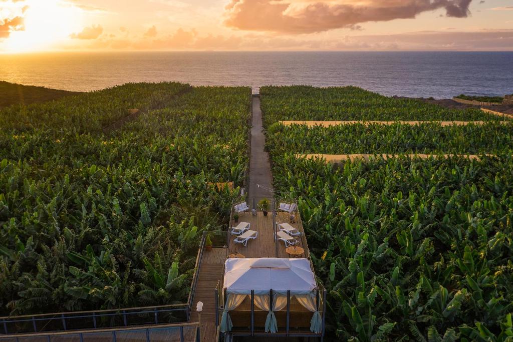 an aerial view of a banana plantation with a marquee at Hacienda La Dehesa (Only Adults) in Buenavista del Norte