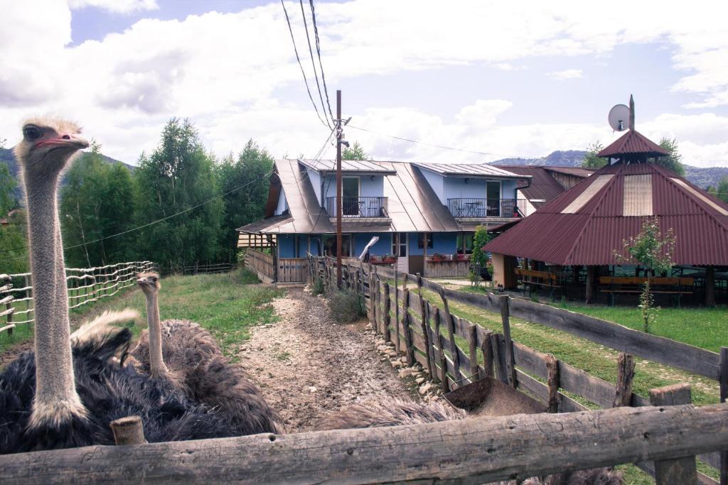an ostrich standing next to a fence in front of a house at La Ferma Nagy in Vişeu de Sus