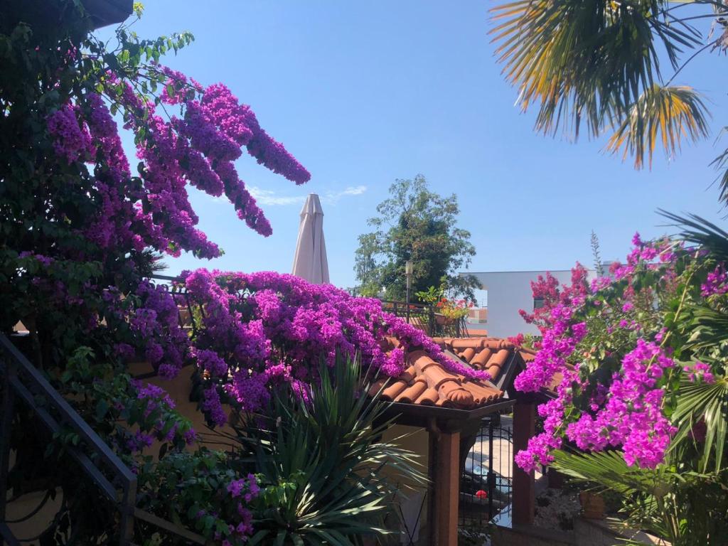 Apartments Ana في أوباتيا: حديقة بها زهور أرجوانية ومظلة