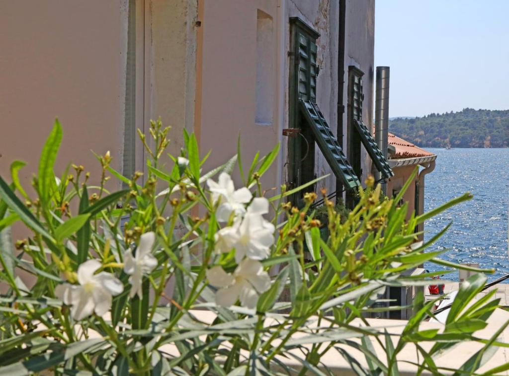 a plant with white flowers in front of a building at Swan City Apartment & Room in Šibenik