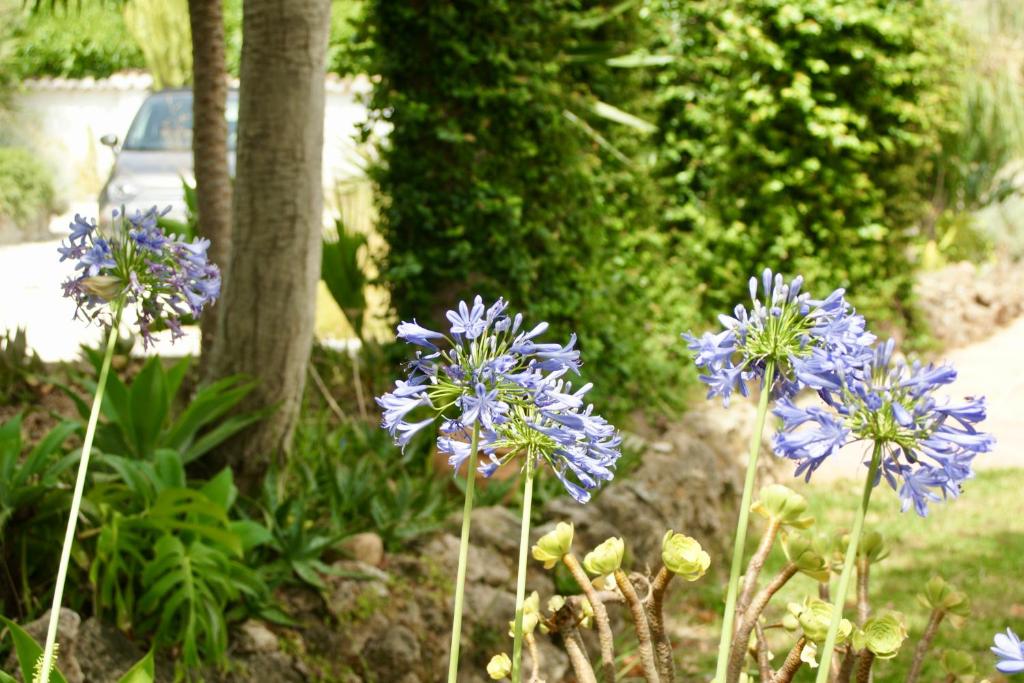 Vonkajšia záhrada v ubytovaní Finca Mil Estrellas