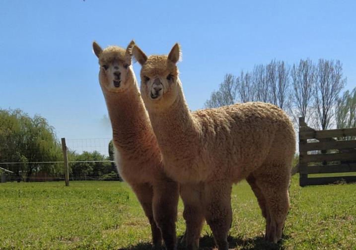 Photo de la galerie de l'établissement Domaine Ramonjavel, glamping & alpaca's, à Fongrave