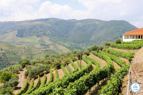 un viñedo con una casa y montañas en el fondo en Quinta do Monte Bravo - DOURO - Quarto Duplo en Ervedosa do Douro