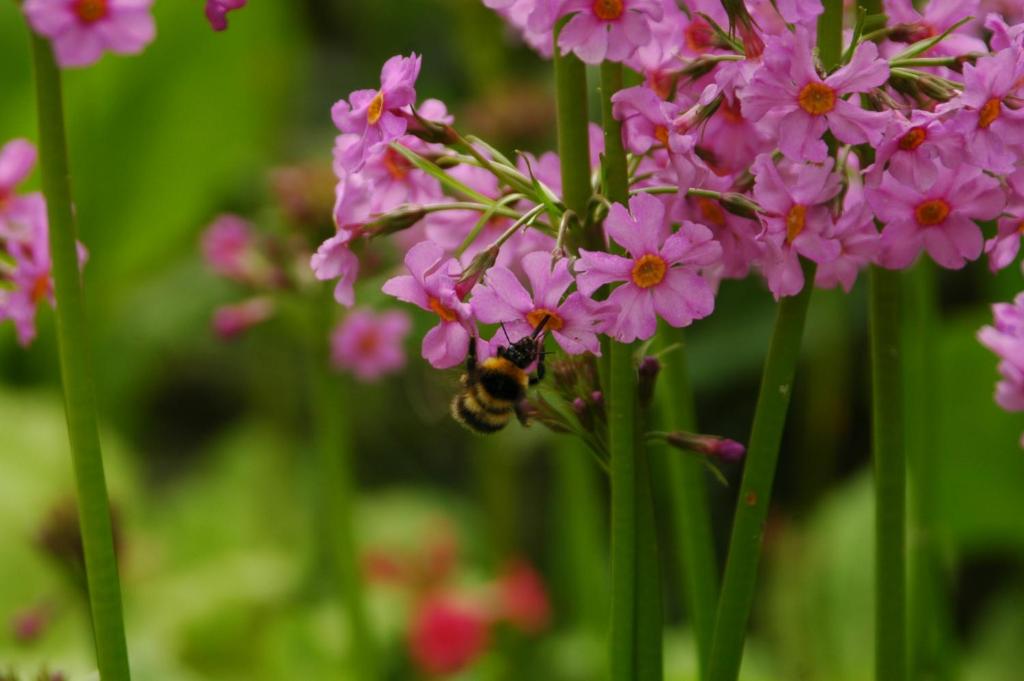 Zahrada ubytování Kilmokea Garden Suite