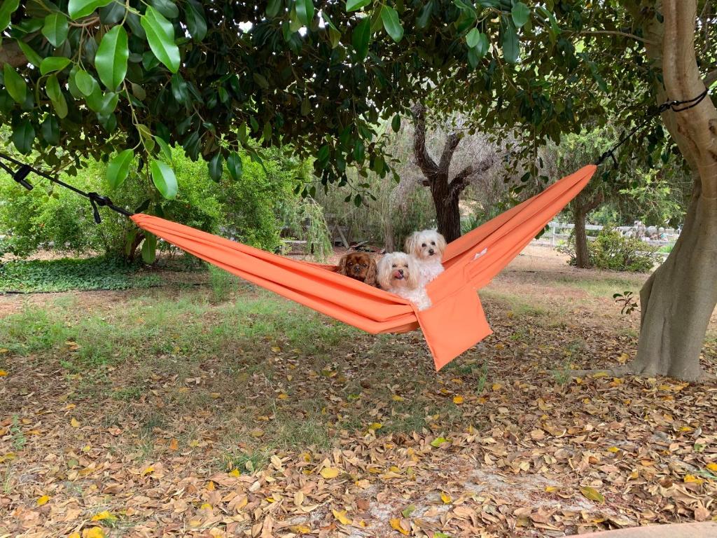two dogs sitting in a hammock in a tree at Rancho Garden Home in Rancho Santa Fe