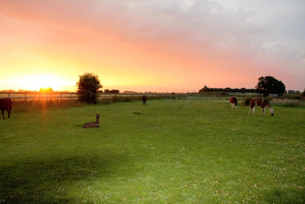 a gazelle laying in a field with horses at Glamping with Llamas in Wisbech