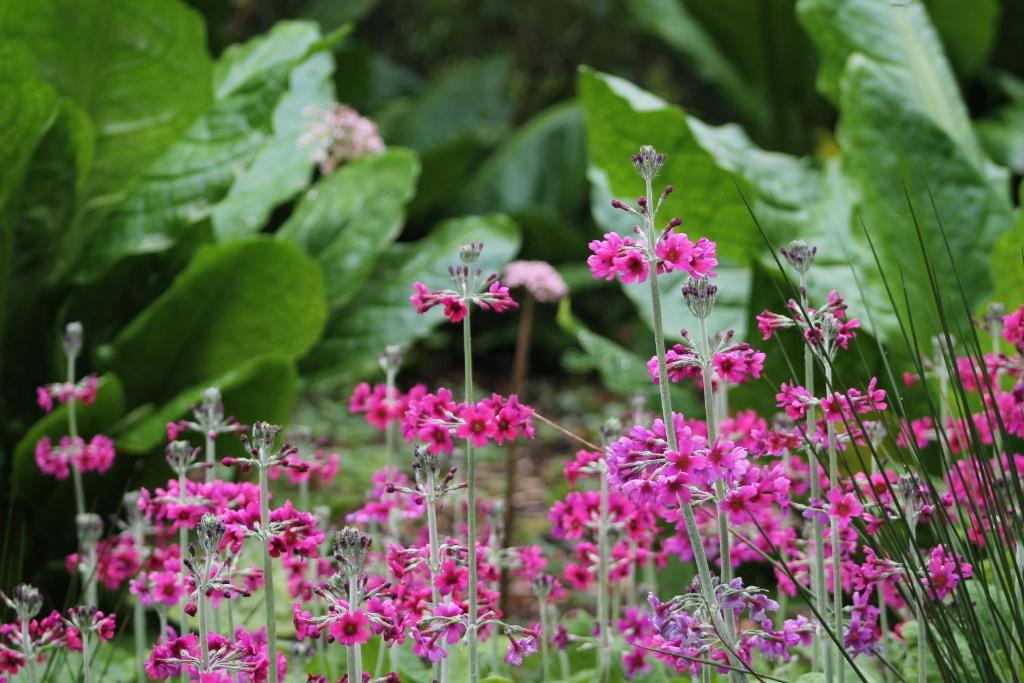 Zahrada ubytování Kilmokea Garden Suite