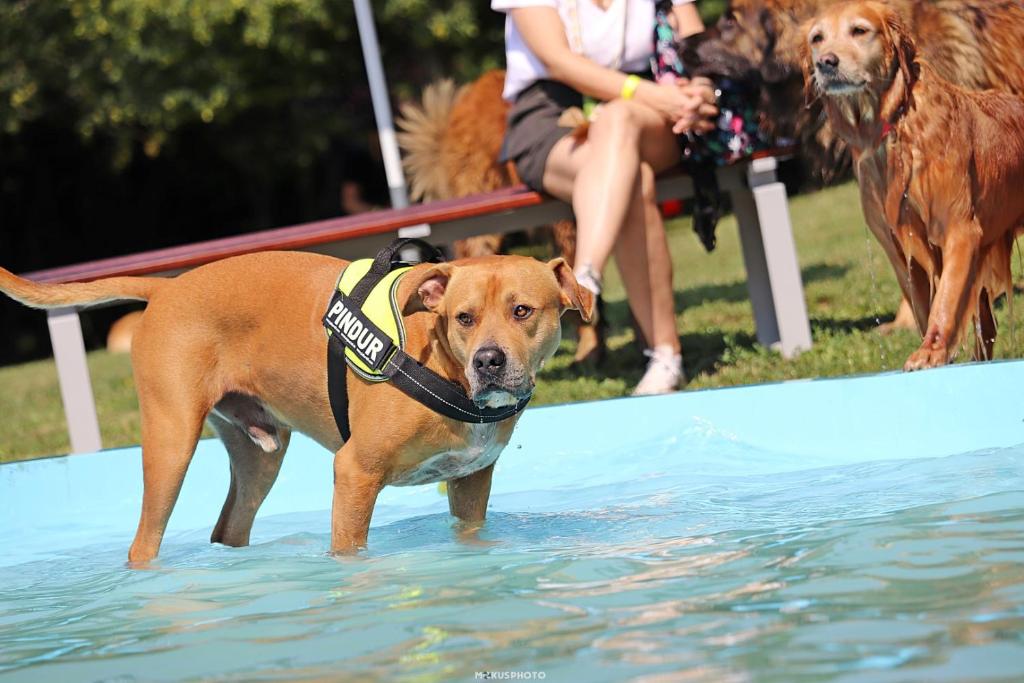 Petneházy Aparthotel - Resim 35