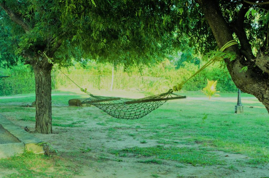 Zahrada ubytování Forestville Yala