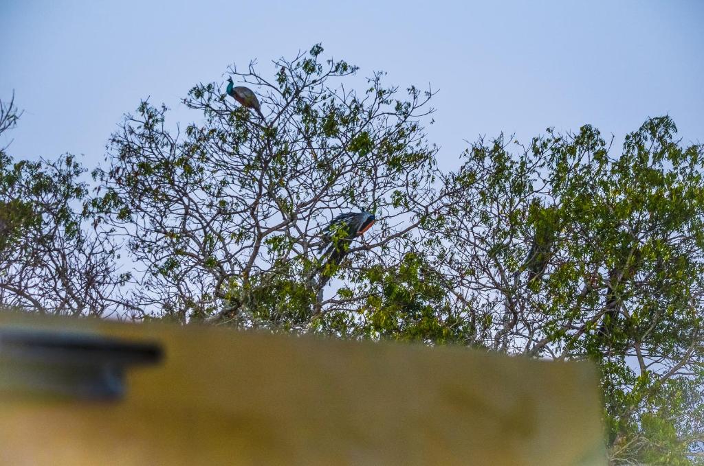 Fotografie z fotogalerie ubytování Forestville Yala v destinaci Yala