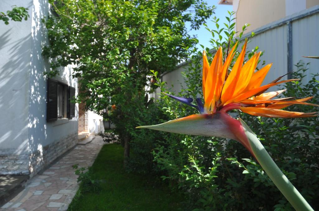 an orange flower in a garden next to a building at Manelisa Cascais in Cascais