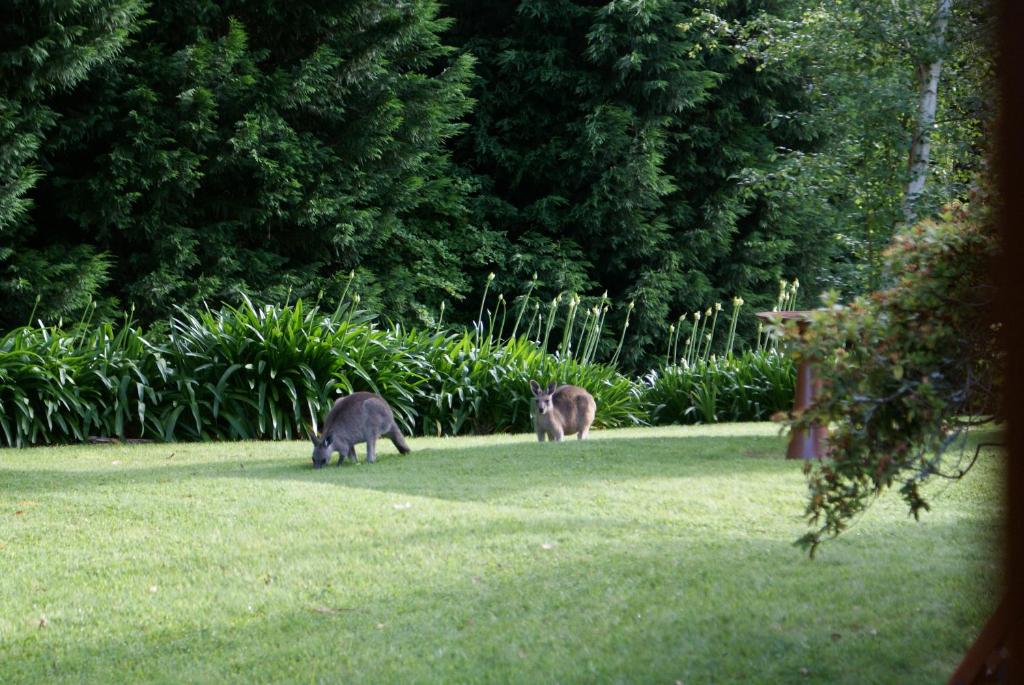 Tres gatos pastando en la hierba en un patio en Bundanoon @2578, en Bundanoon